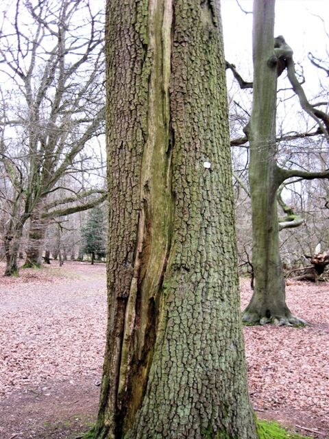 落雷で幹が縦に裂けた樹木の痕跡