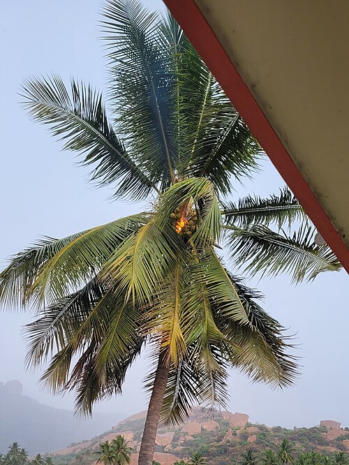 落雷で炎上したヤシの木