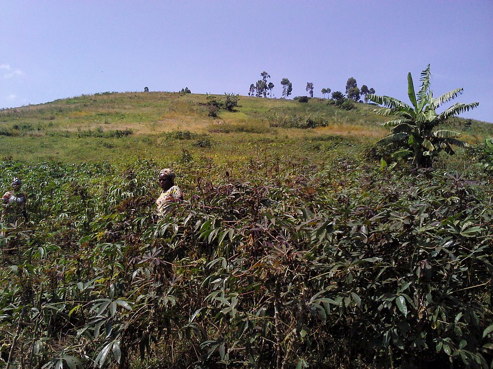 キャッサバ畑で働くコンゴ民主共和国の農民