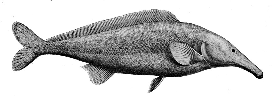 Mormyrus rume proboscirostris