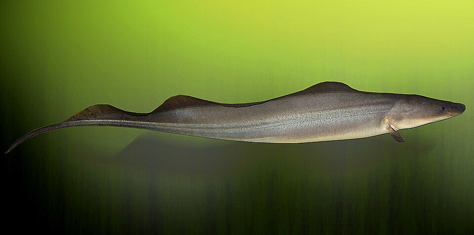 Gymnarchus niloticus