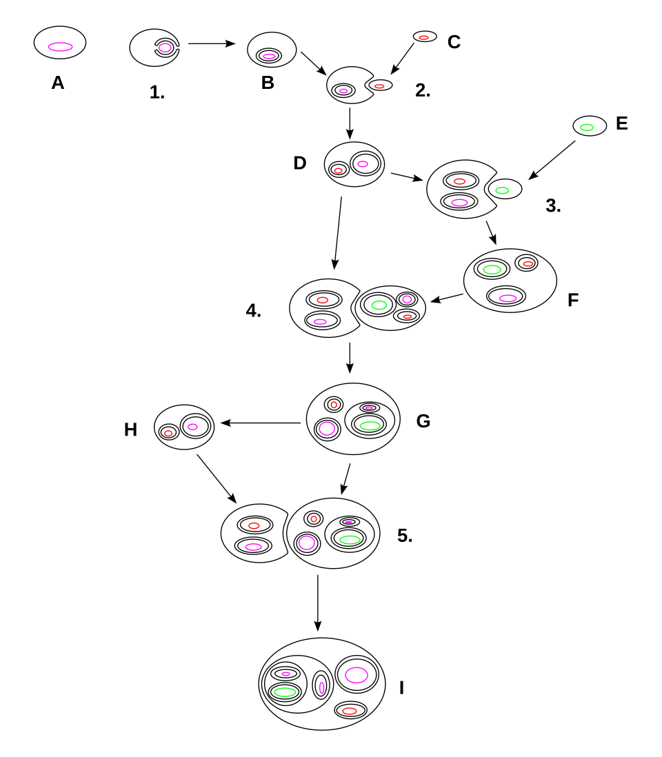 細胞内共生説で説明するミトコンドリア起源（内共生の段階図）
